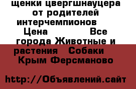 щенки цвергшнауцера от родителей интерчемпионов,   › Цена ­ 35 000 - Все города Животные и растения » Собаки   . Крым,Ферсманово